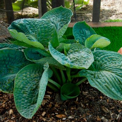 Hosta 'Lakeside Maverick'